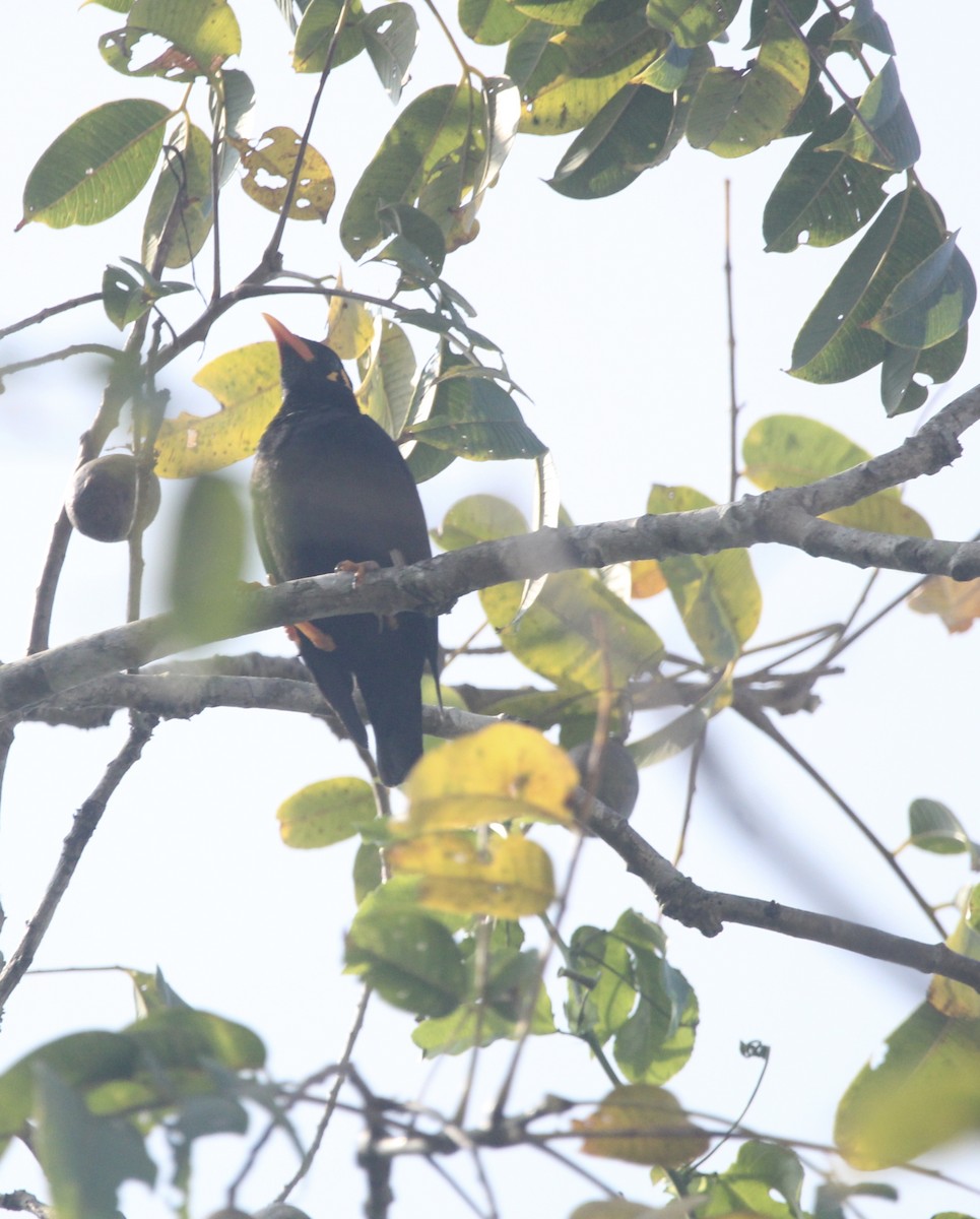 Southern Hill Myna - ML646508052