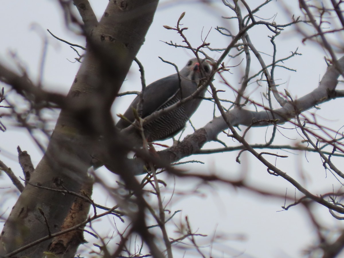 Ящеричный ястребок - ML646508053