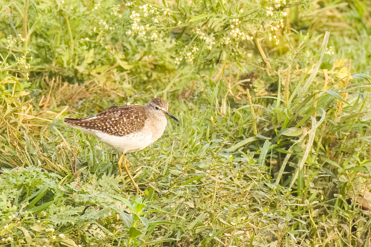 vodouš bahenní - ML646508054