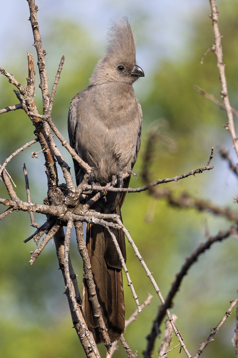 Gray Go-away-bird - ML646508055