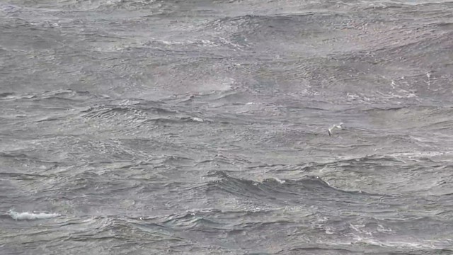 Sabine's Gull - ML646508056