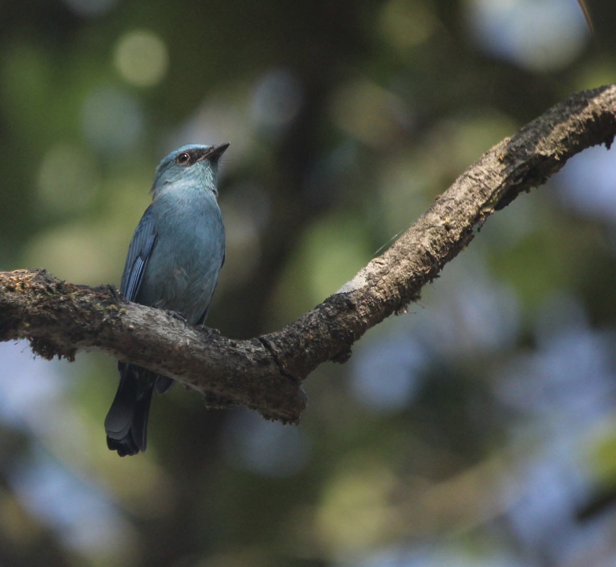 ロクショウヒタキ - ML646508058