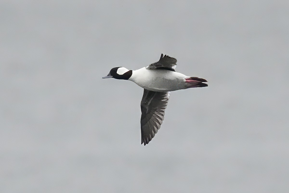 Гоголь-головастик - ML646508059