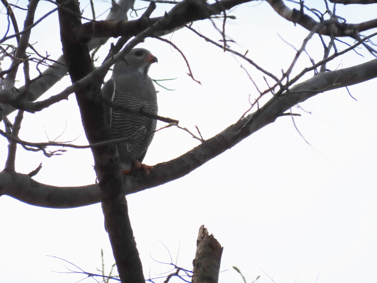 Ящеричный ястребок - ML646508060