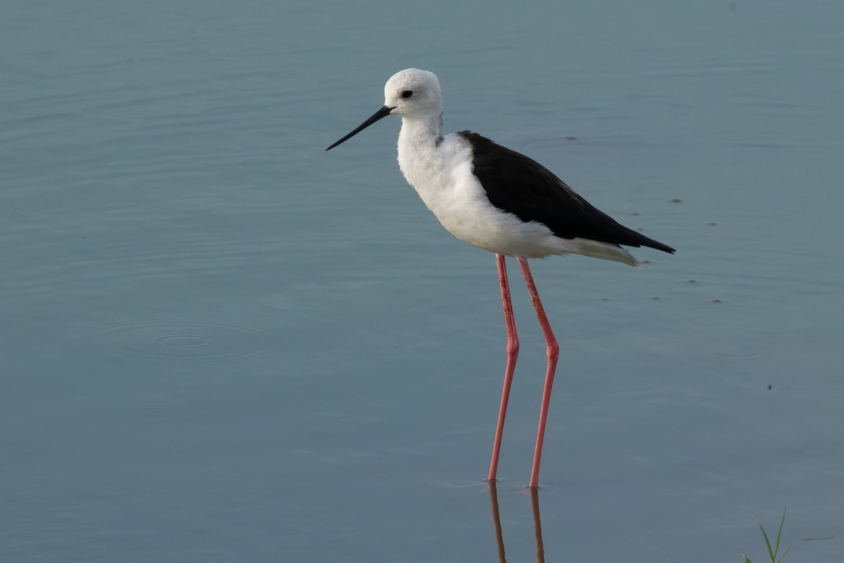 Cavaliere d'Italia - ML646508062