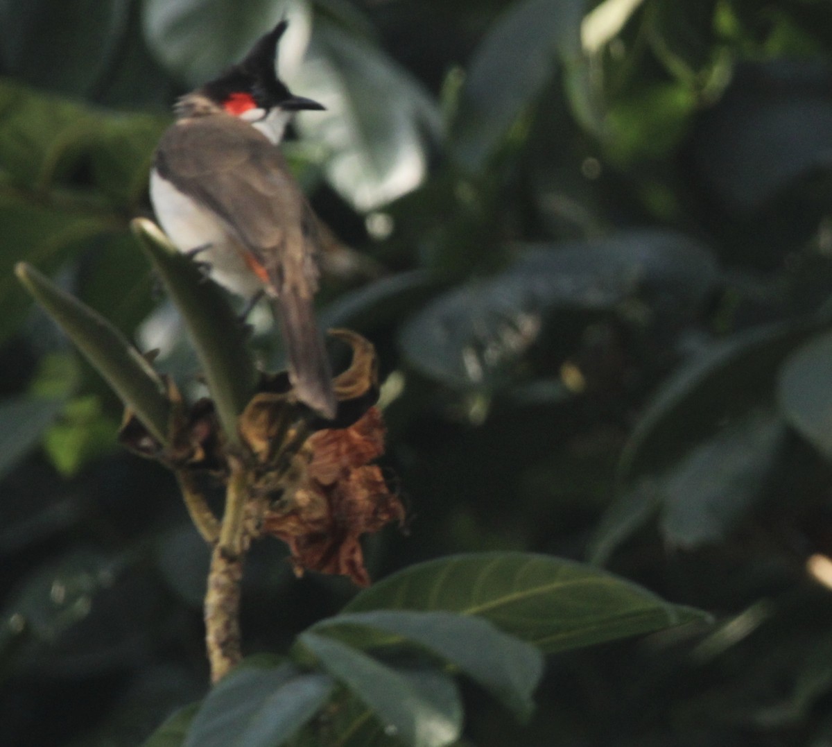 コウラウン - ML646508063