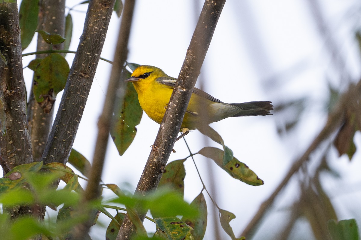 Blue-winged Warbler - ML646508065