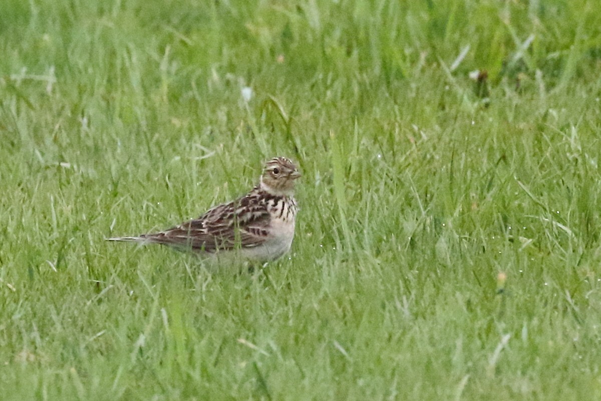 Alondra Común - ML646508066