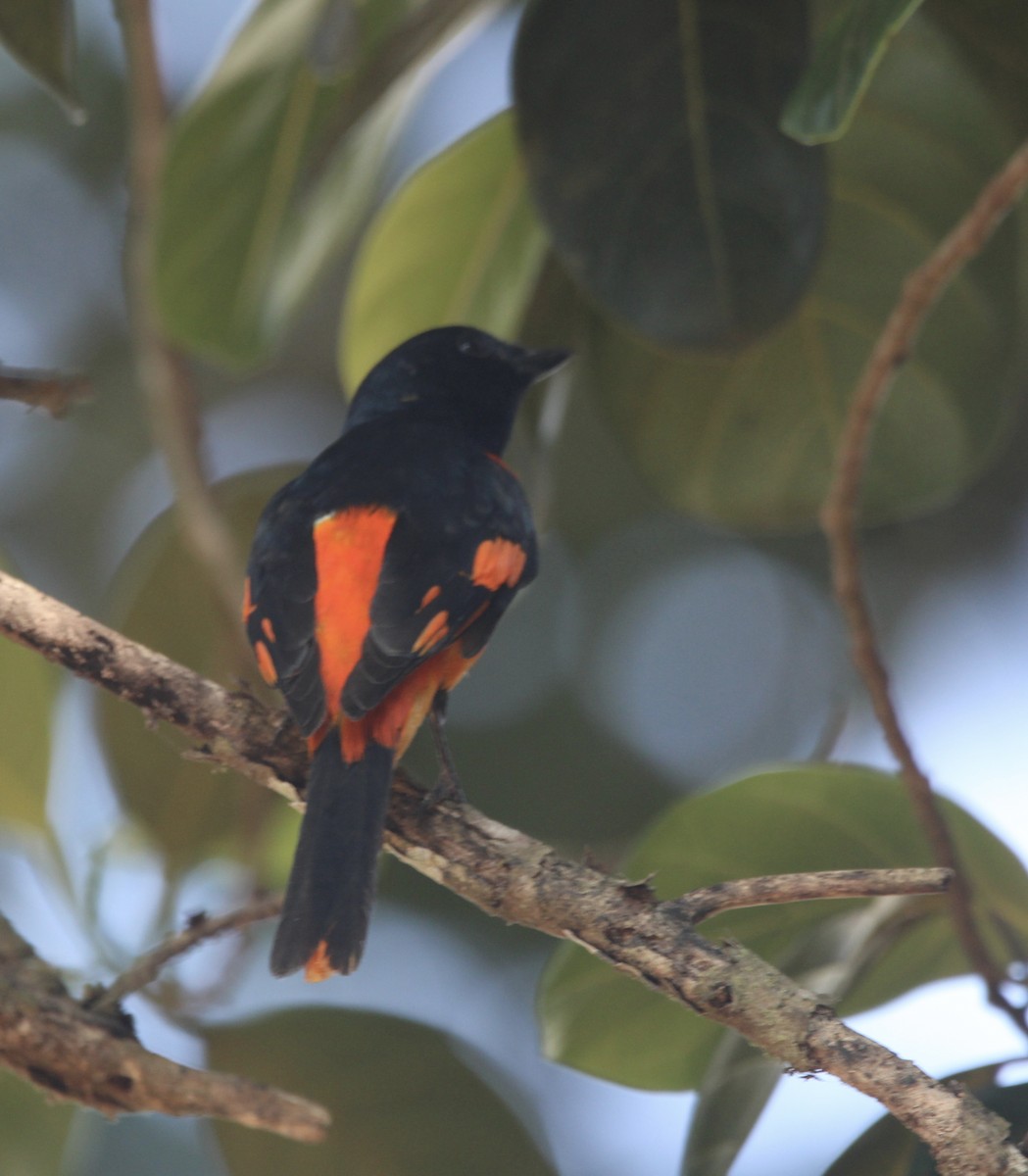 ヒイロサンショウクイ - ML646508067