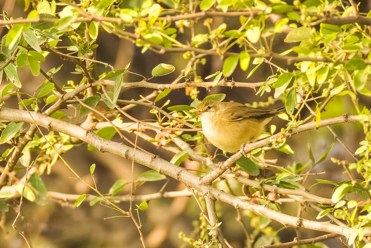 Blyth's Reed Warbler - ML646508069