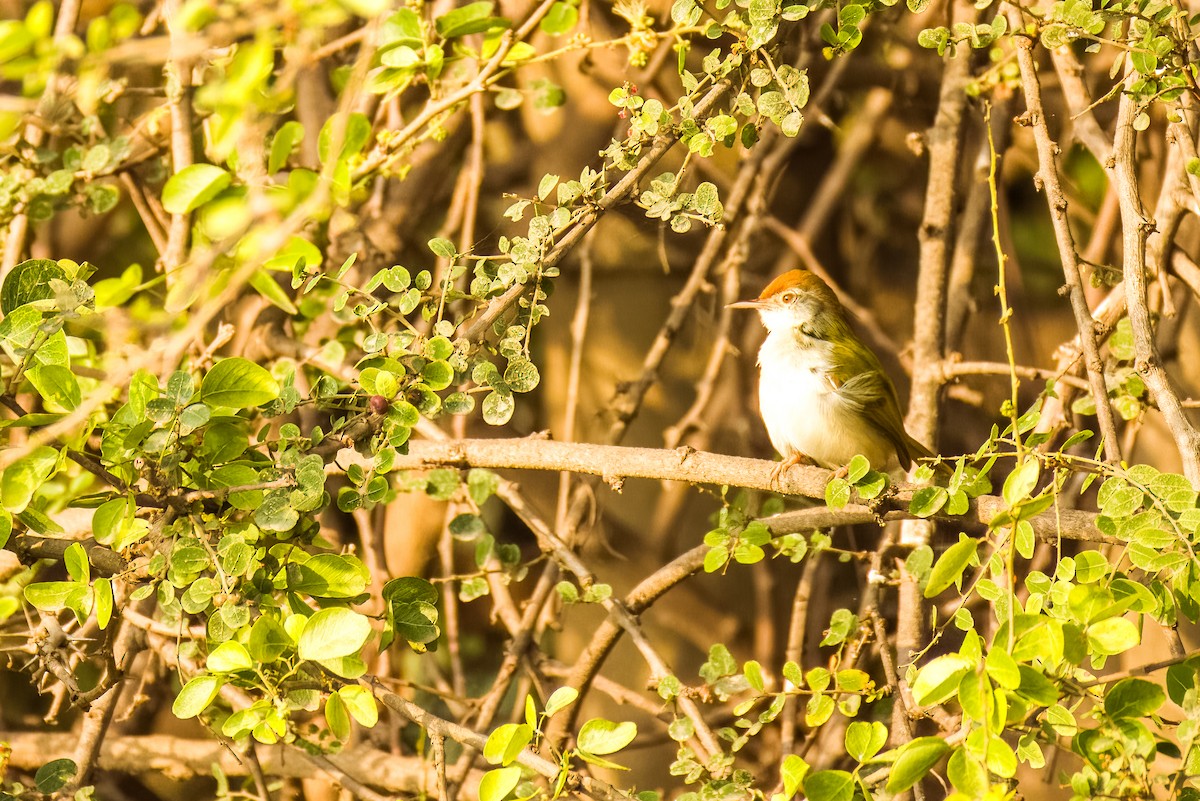 Common Tailorbird - ML646508070