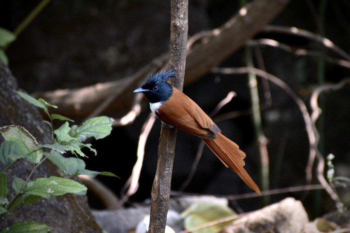 Indian Paradise-Flycatcher - ML646508073