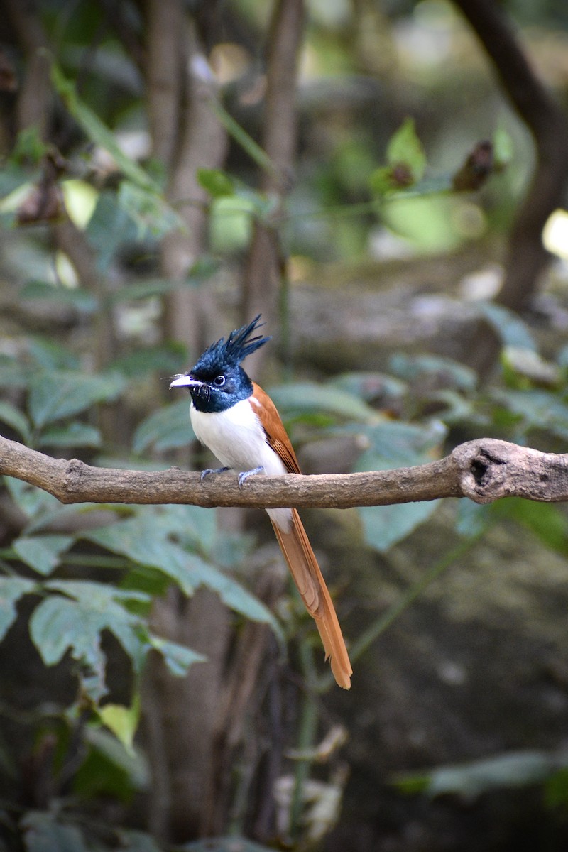 Indian Paradise-Flycatcher - ML646508074