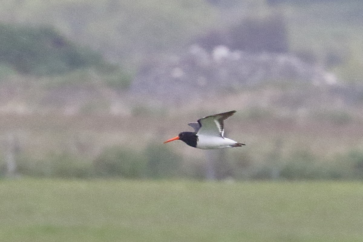 Ostrero de Isla Sur - ML646508075