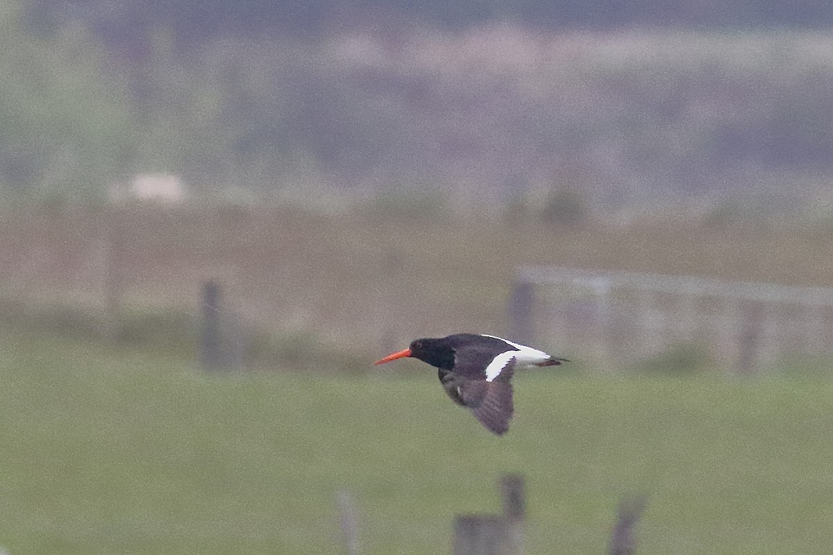 Ostrero de Isla Sur - ML646508076