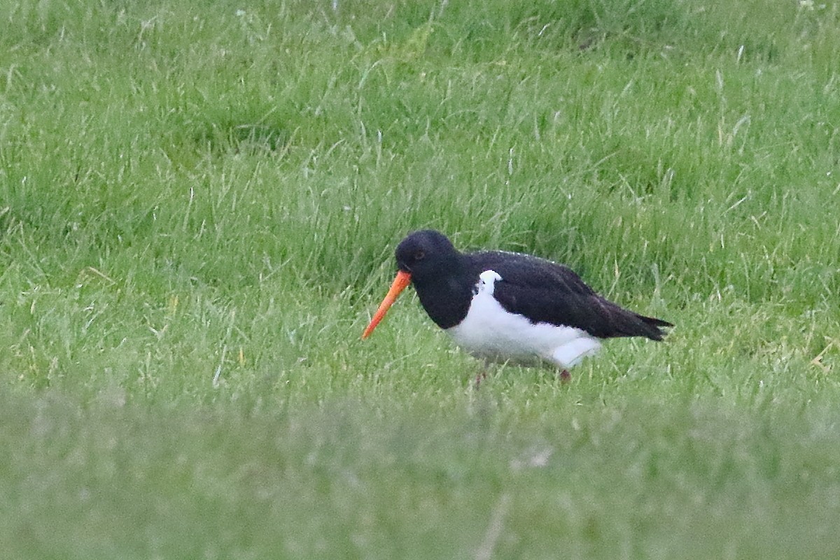 Ostrero de Isla Sur - ML646508077