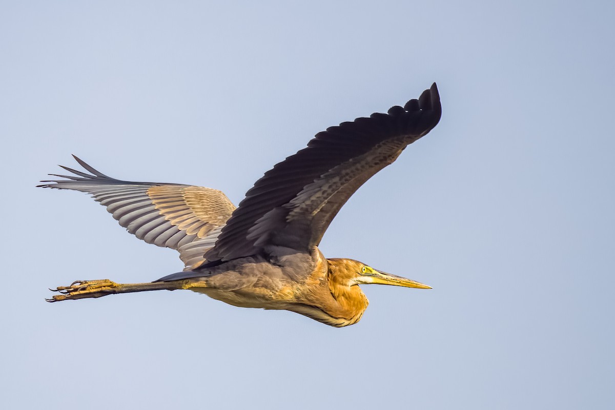 Purple Heron - ML646508086