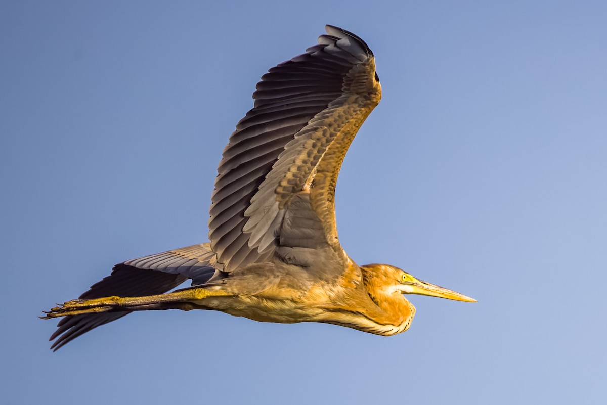 Purple Heron - ML646508087