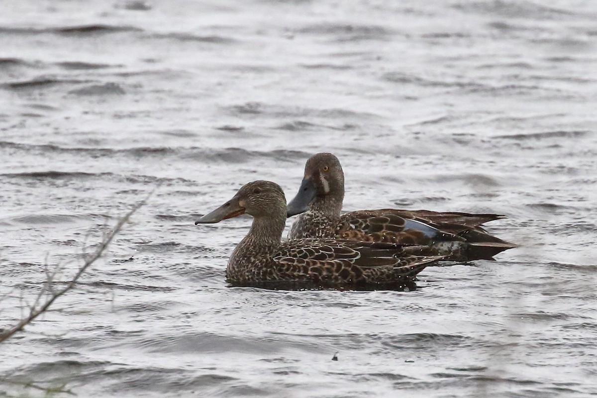 Australasian Shoveler - ML646508088