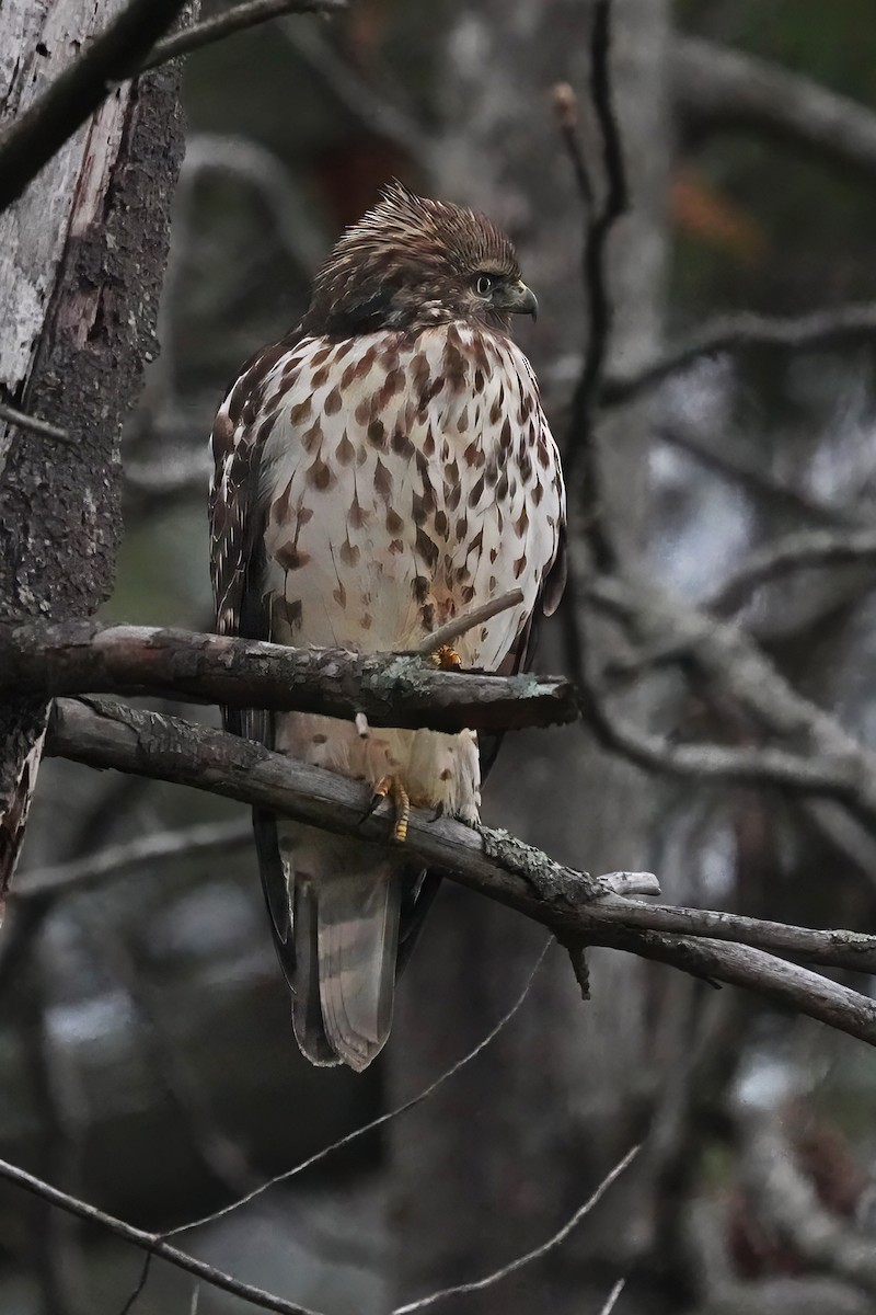 Куперов ястреб - ML646508089