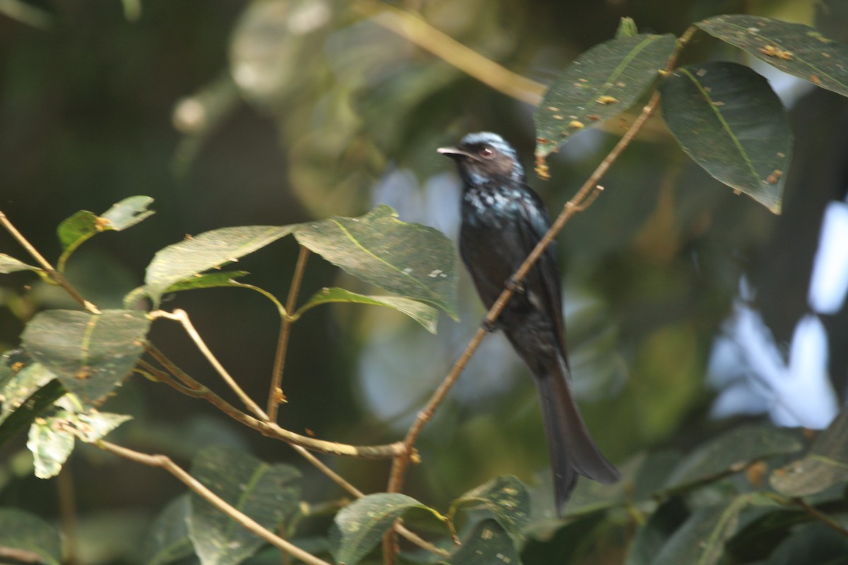 ヒメオウチュウ - ML646508092