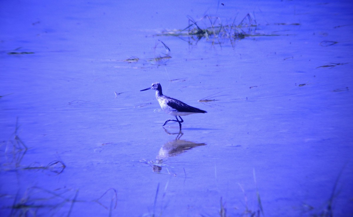 アオアシシギ - ML646508095