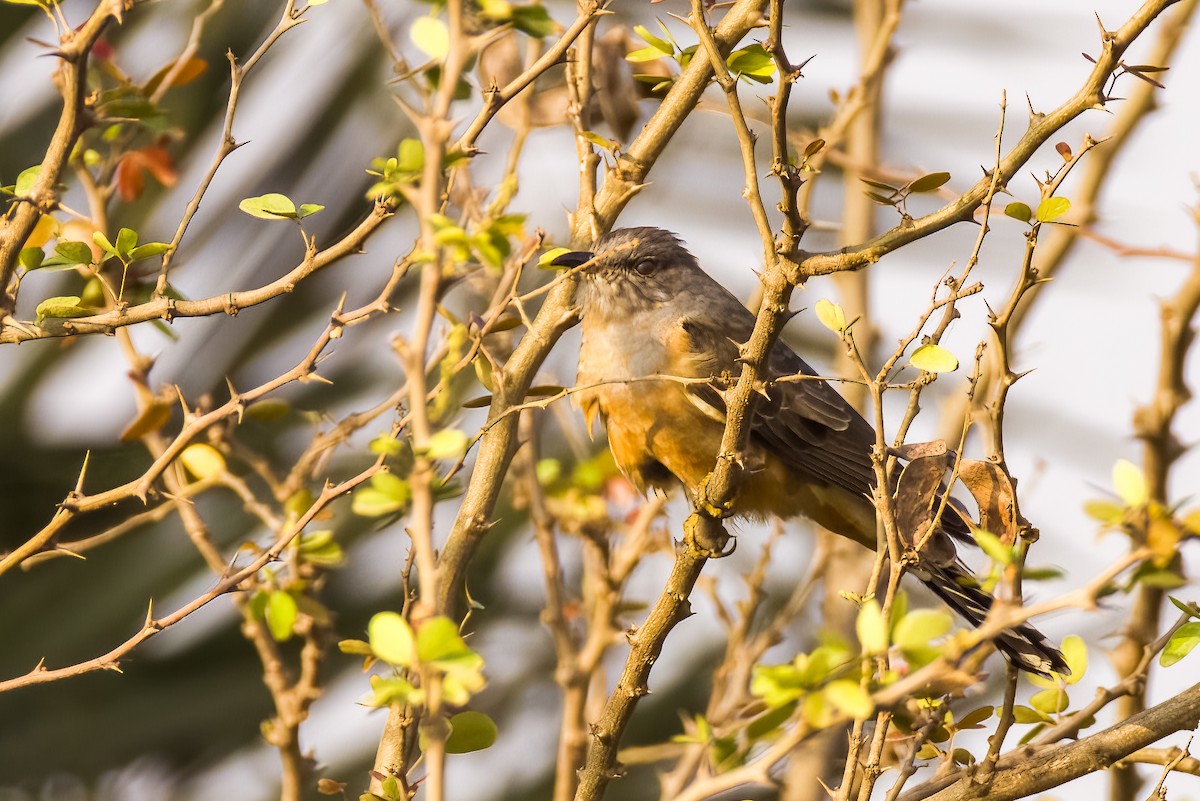 Plaintive Cuckoo - ML646508096