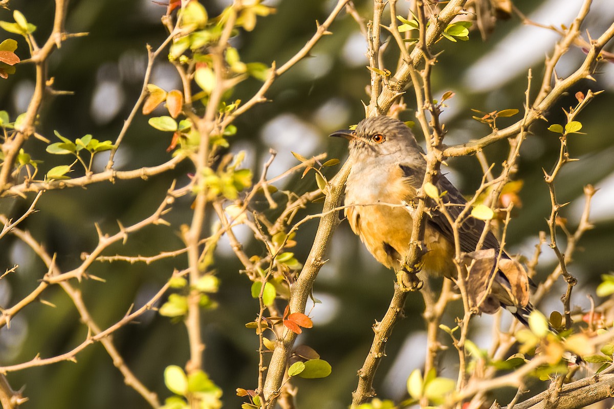 Plaintive Cuckoo - ML646508097