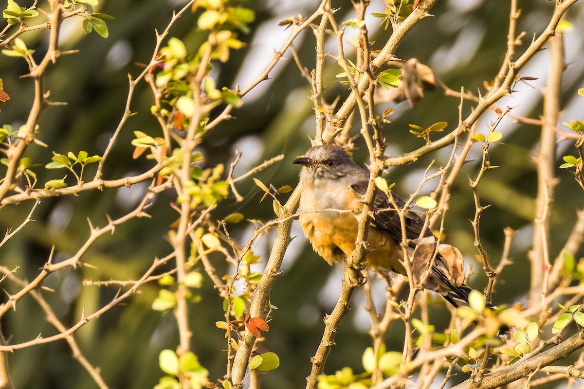 Plaintive Cuckoo - ML646508098