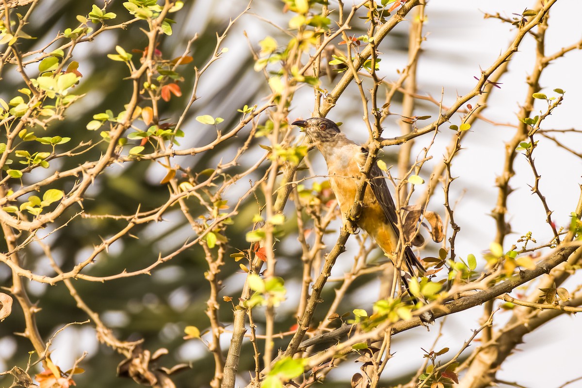 Plaintive Cuckoo - ML646508099