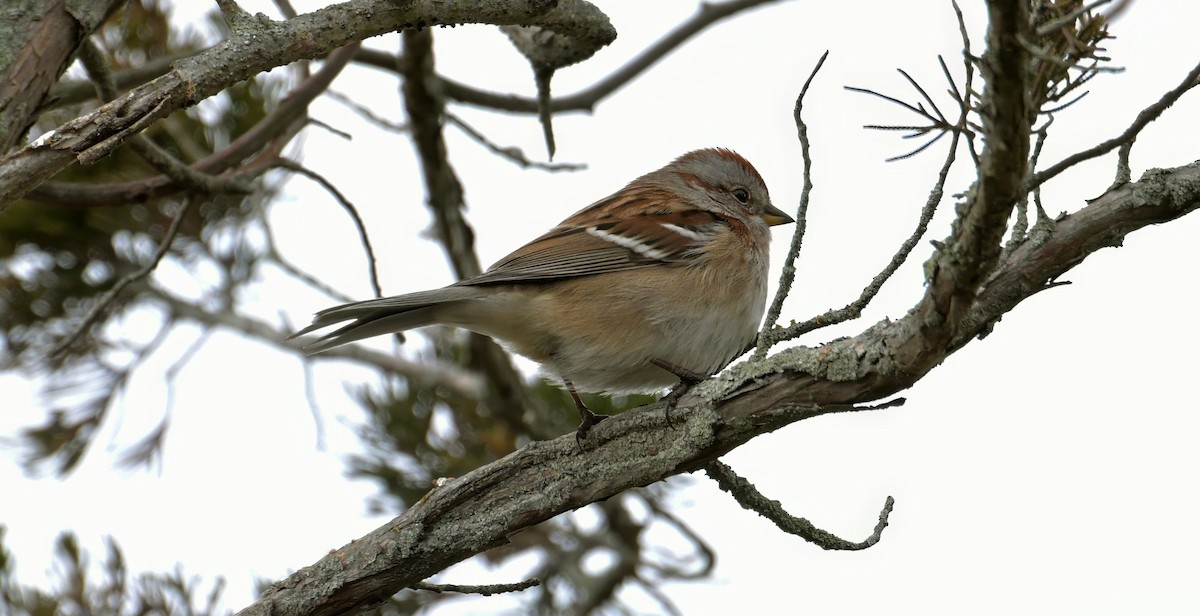 bjørkespurv - ML646508117