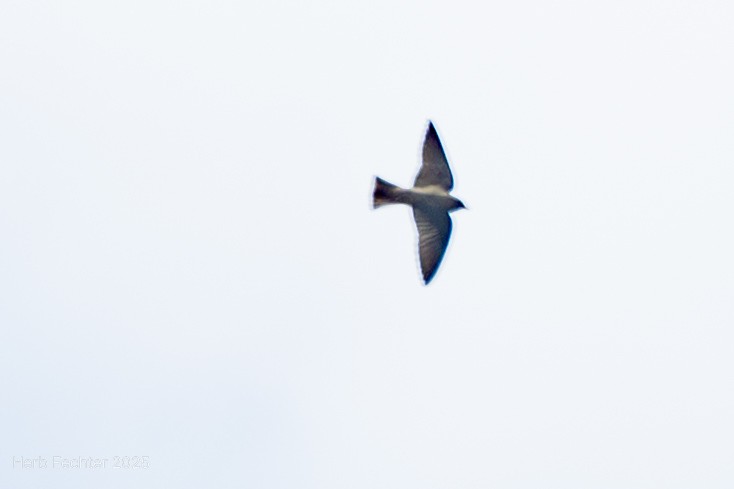 Madagascar Martin - ML646508122