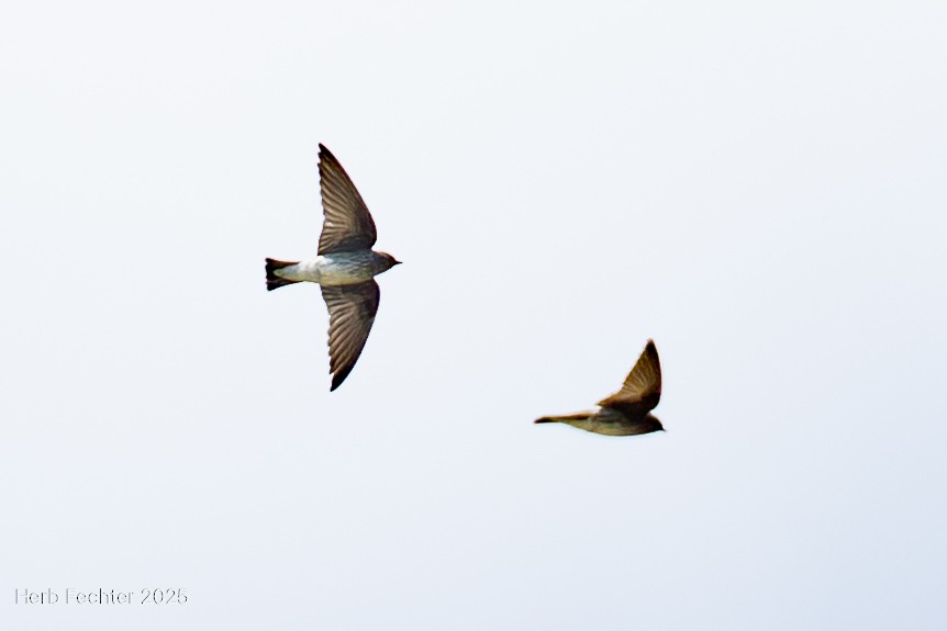 Madagascar Martin - ML646508123