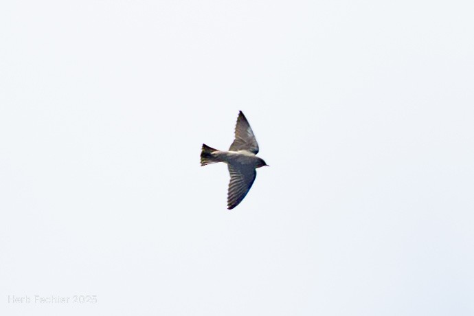 Madagascar Martin - ML646508124