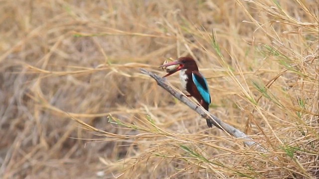 Альціон білогрудий - ML646508130