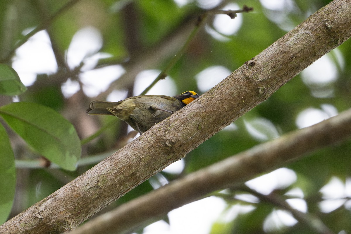 Yellow-faced Grassquit - ML646508136