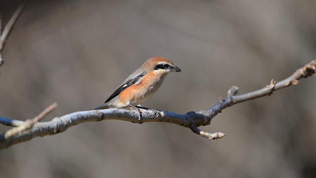 Сорокопуд японський - ML646508139