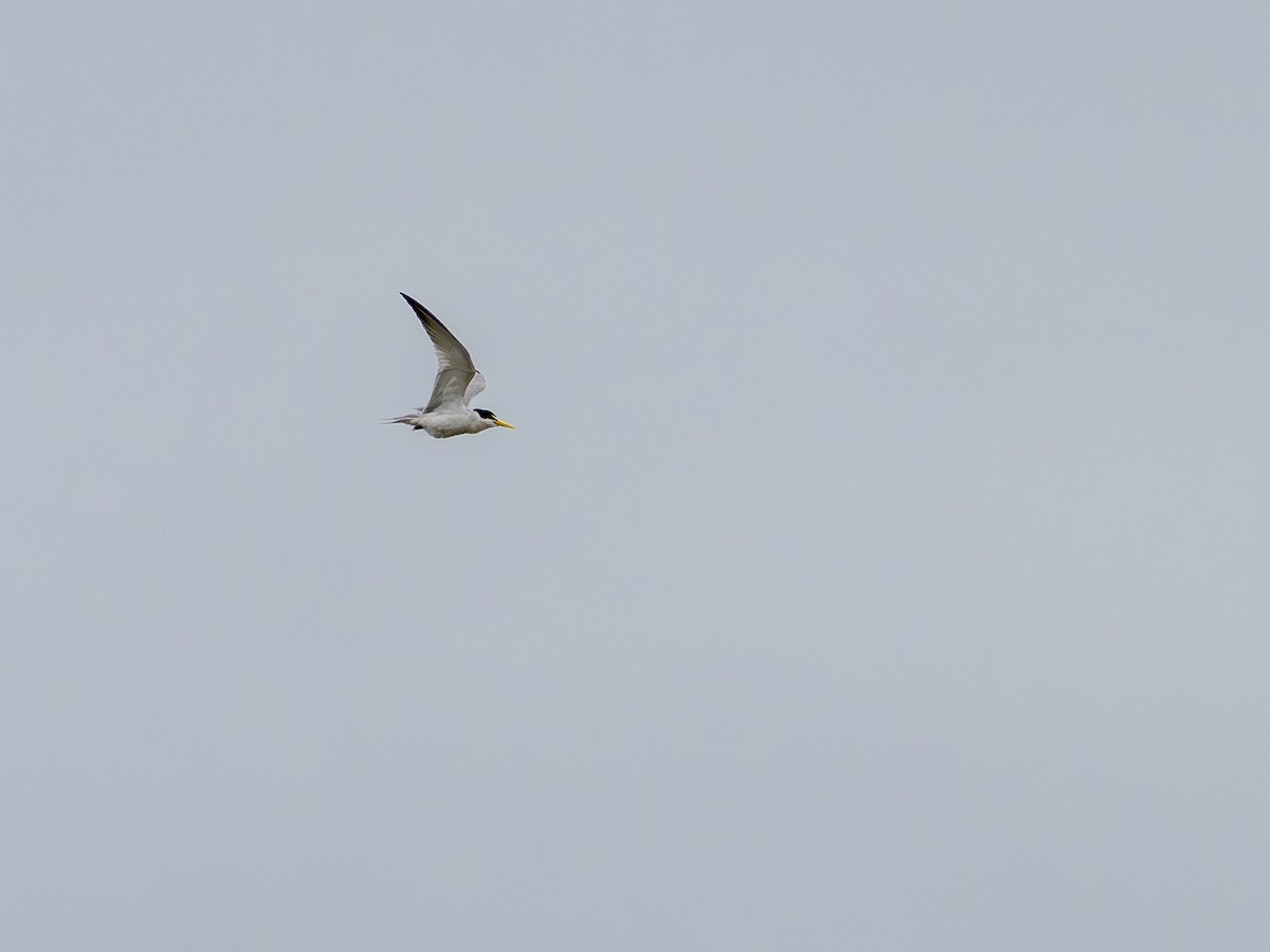 Амазонская крачка - ML646508141