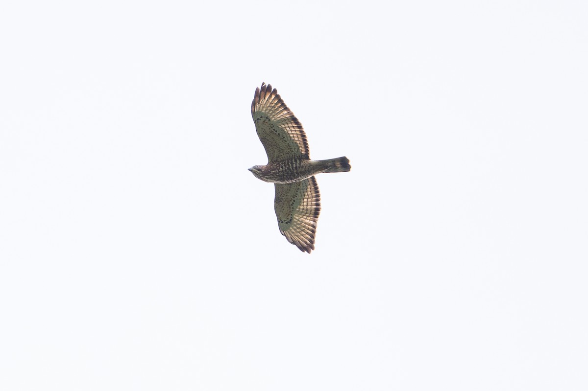 Broad-winged Hawk - ML646508148