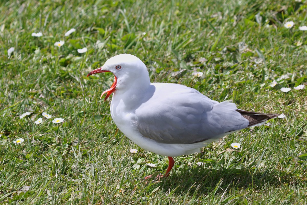Gaviota Plateada Australiana (Nueva Zelanda) - ML646508150