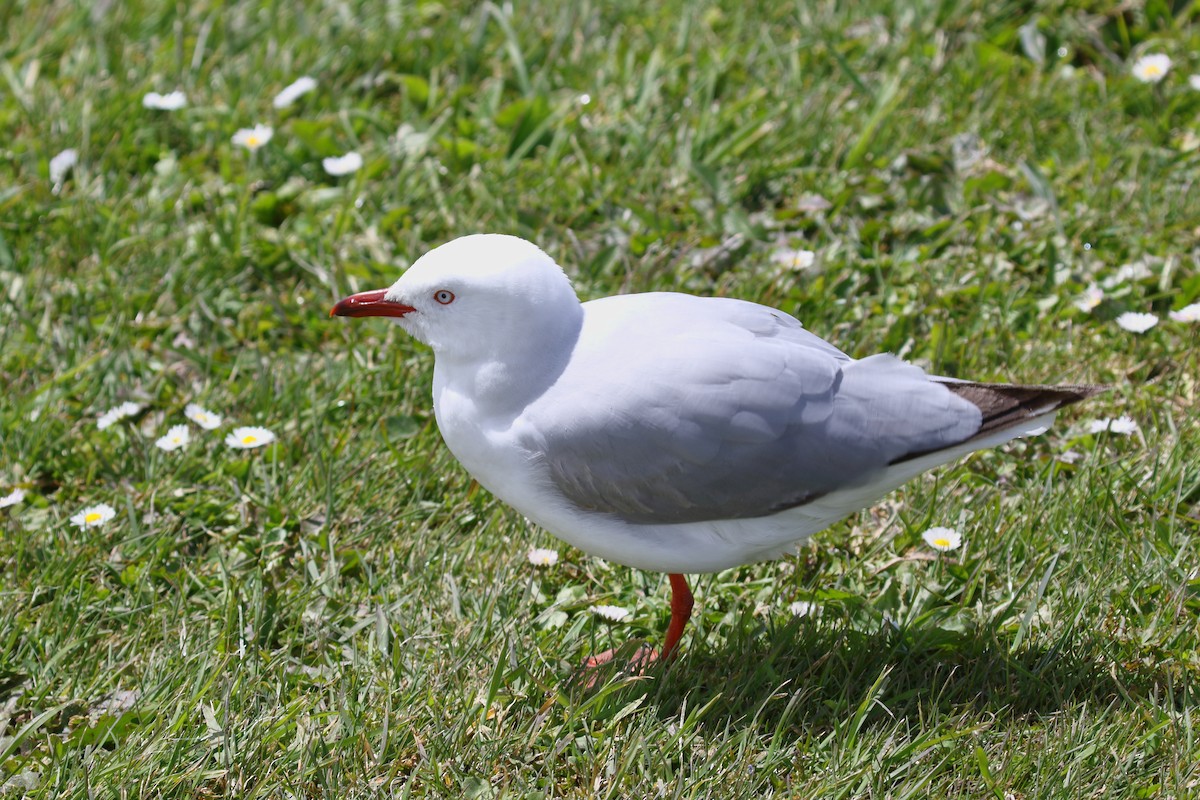 Gaviota Plateada Australiana (Nueva Zelanda) - ML646508151