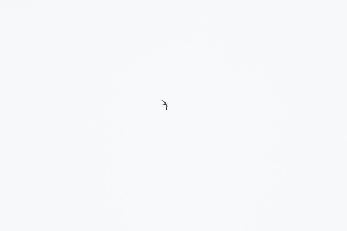 Lesser Swallow-tailed Swift - ML646508153