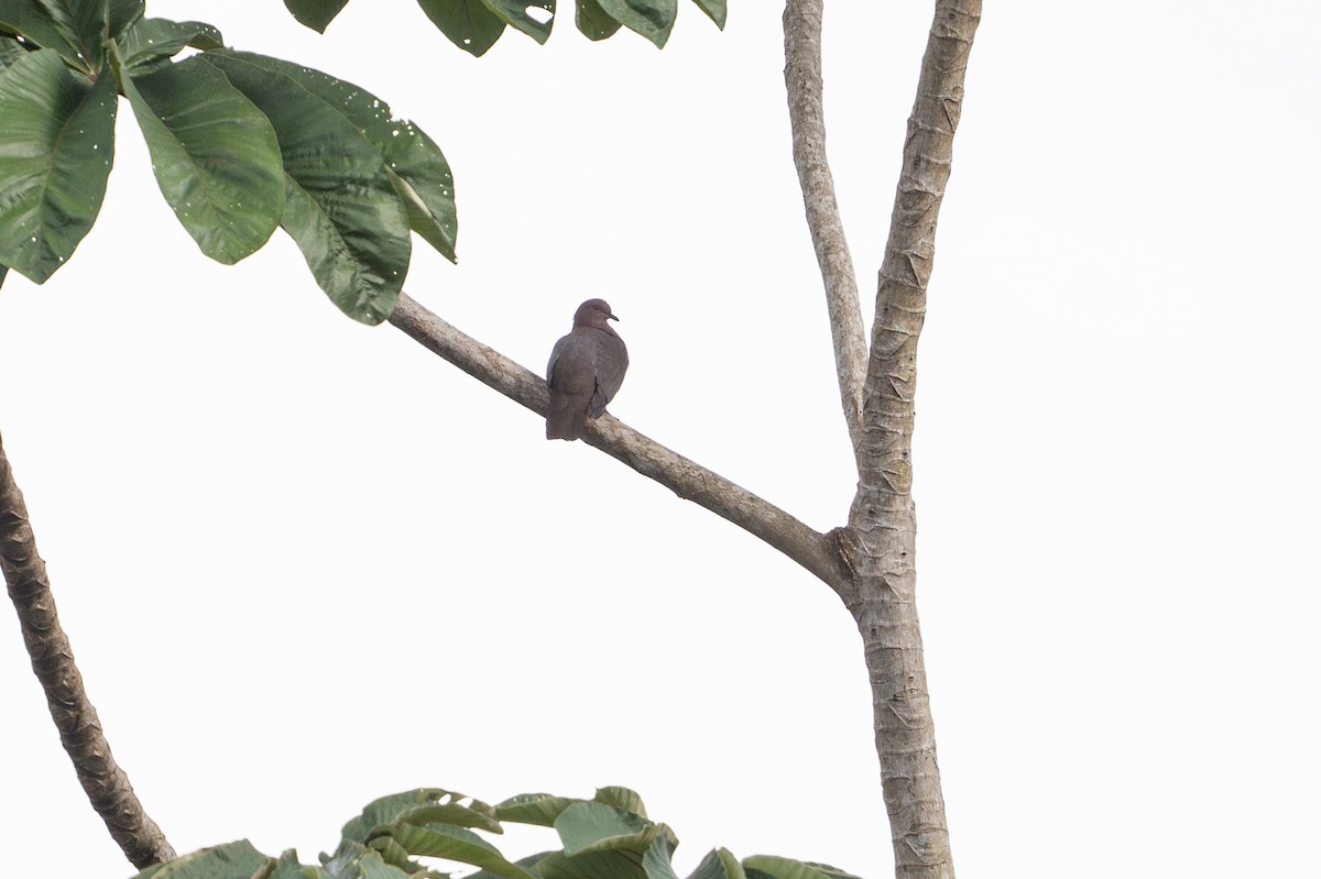 コバシバト - ML646508154