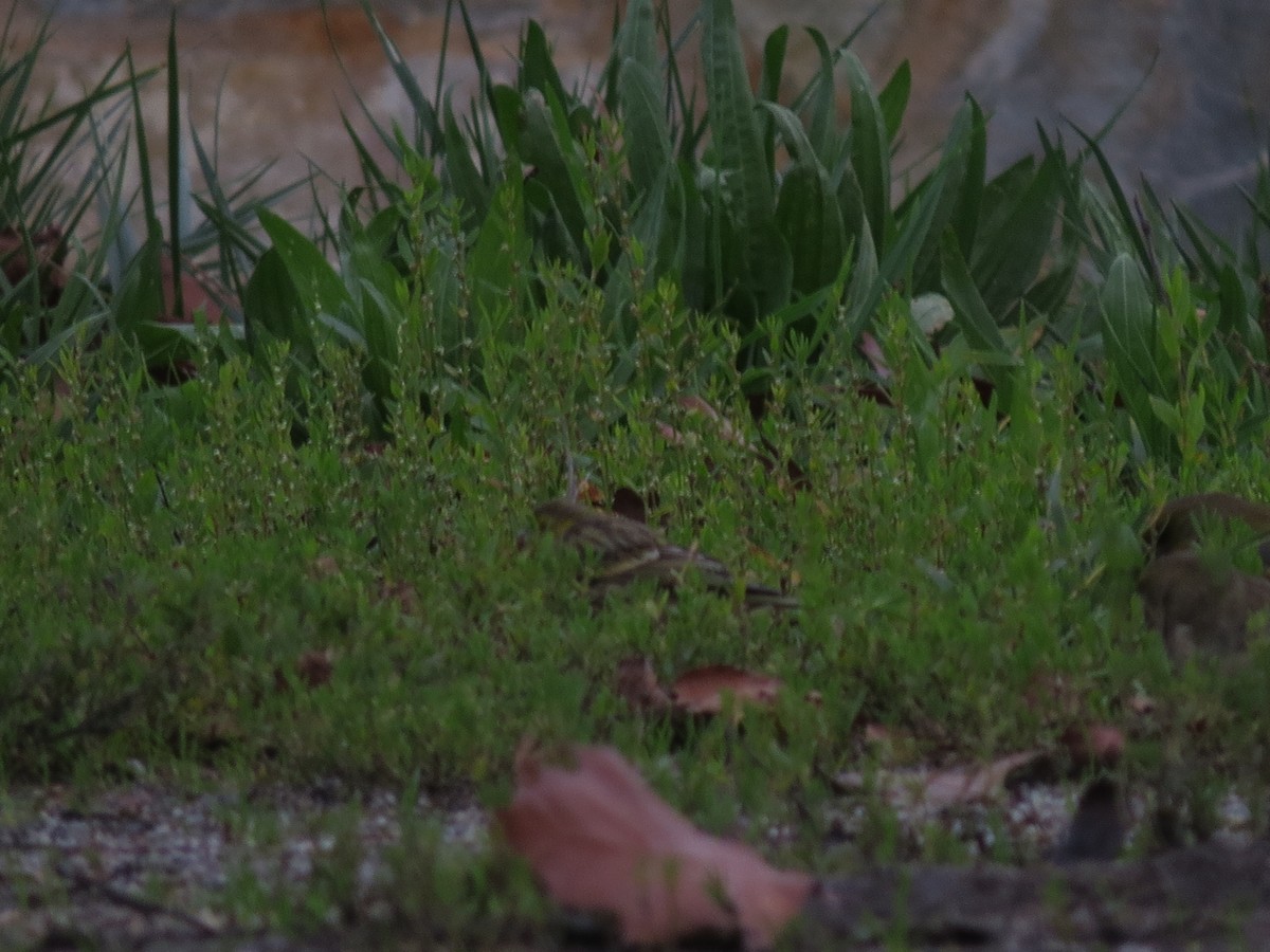 European Serin - ML646508155