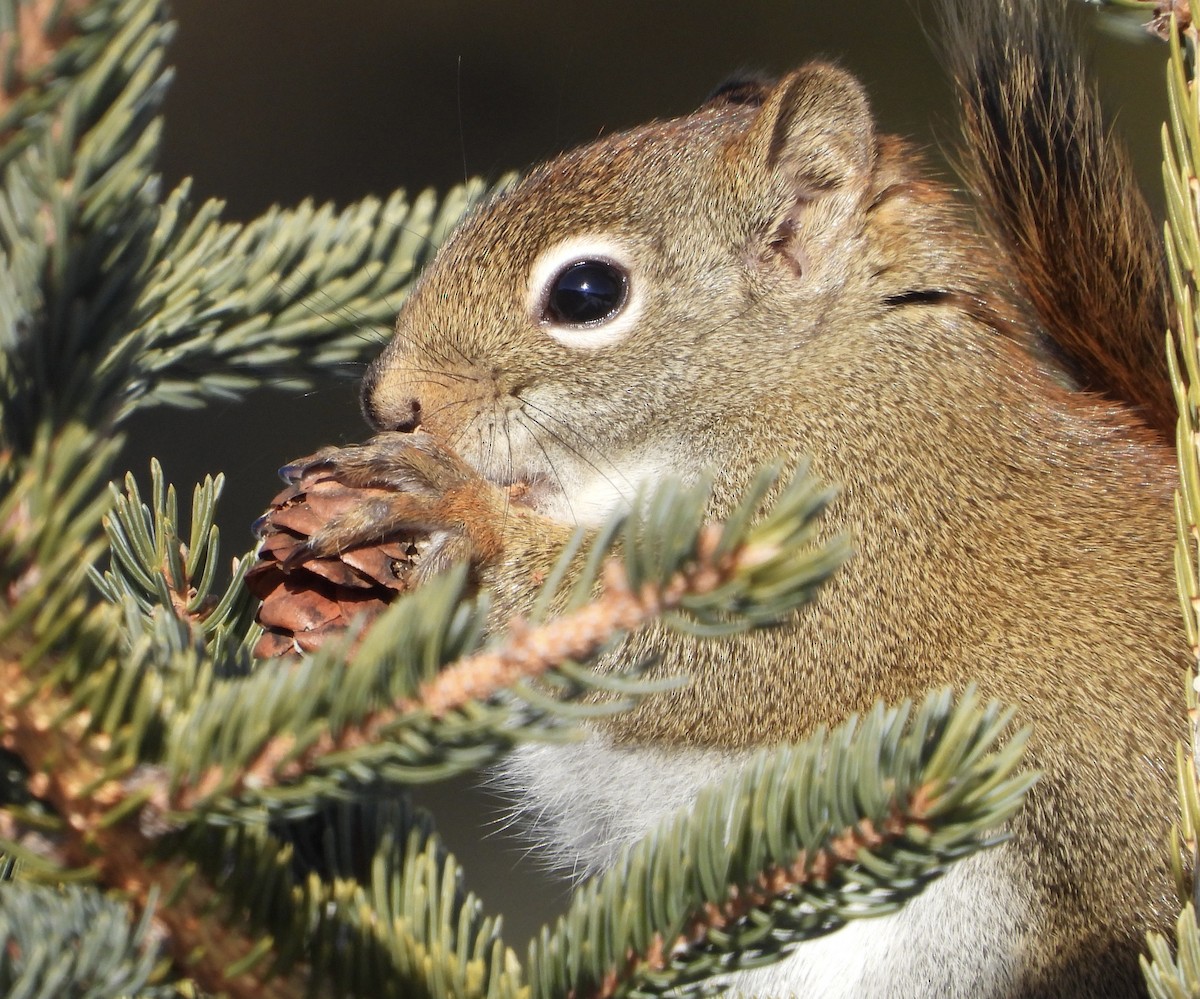 北美紅松鼠 - ML646508156