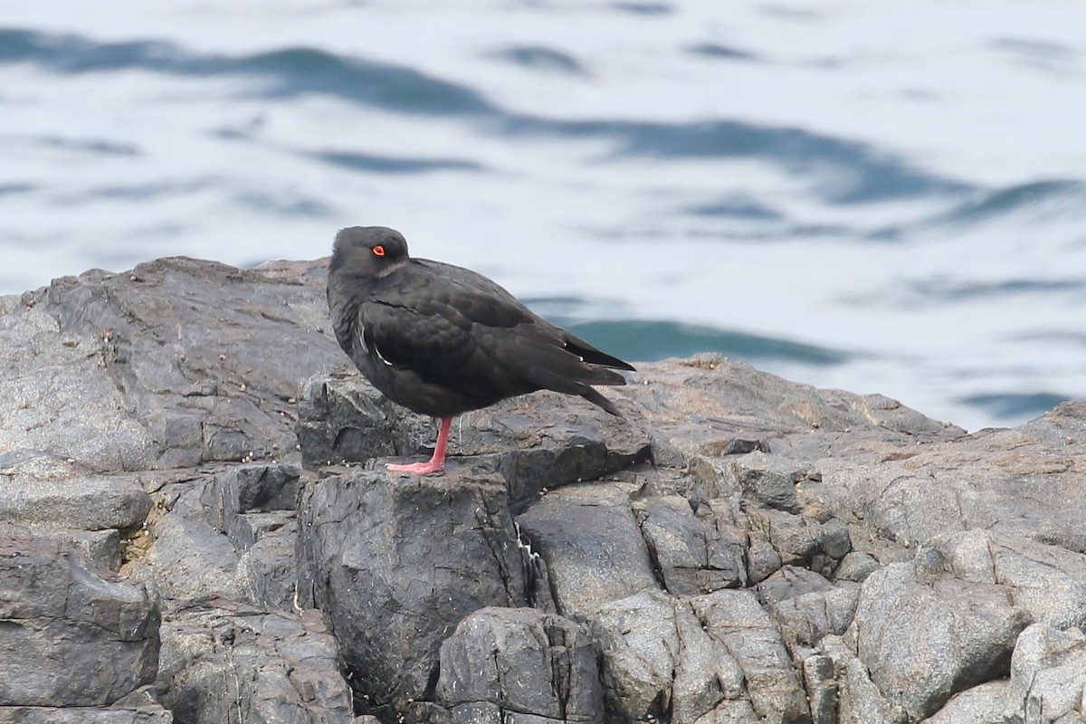 Ostrero Variable - ML646508158