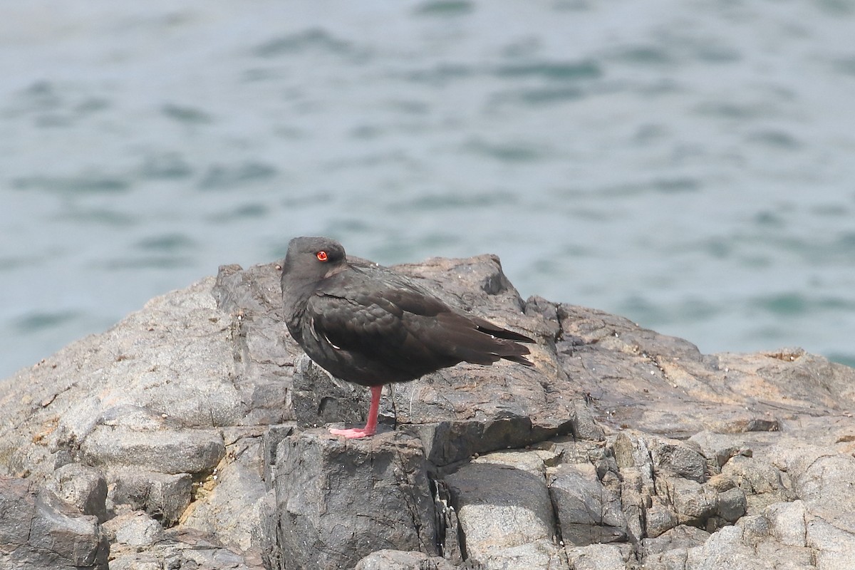 Ostrero Variable - ML646508159