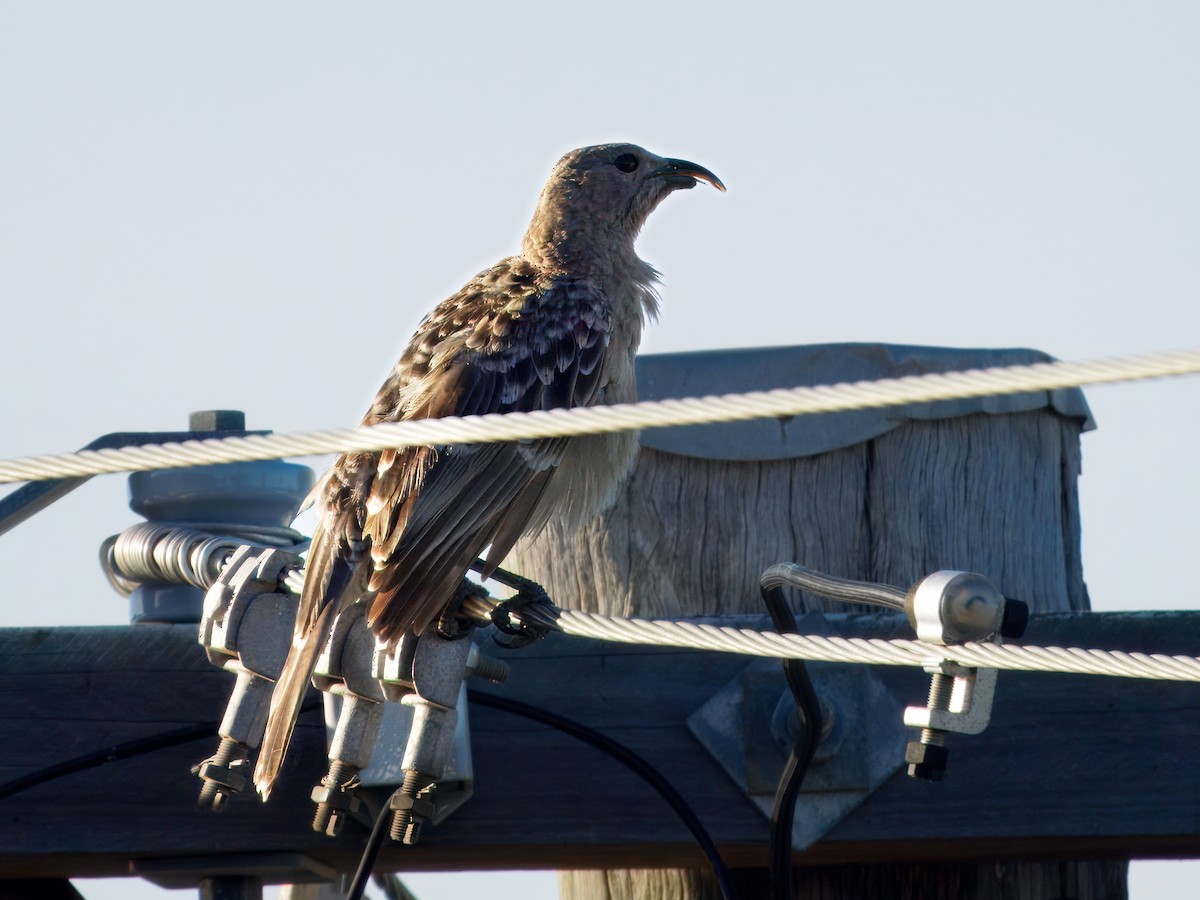 Большой беседочник - ML646508160