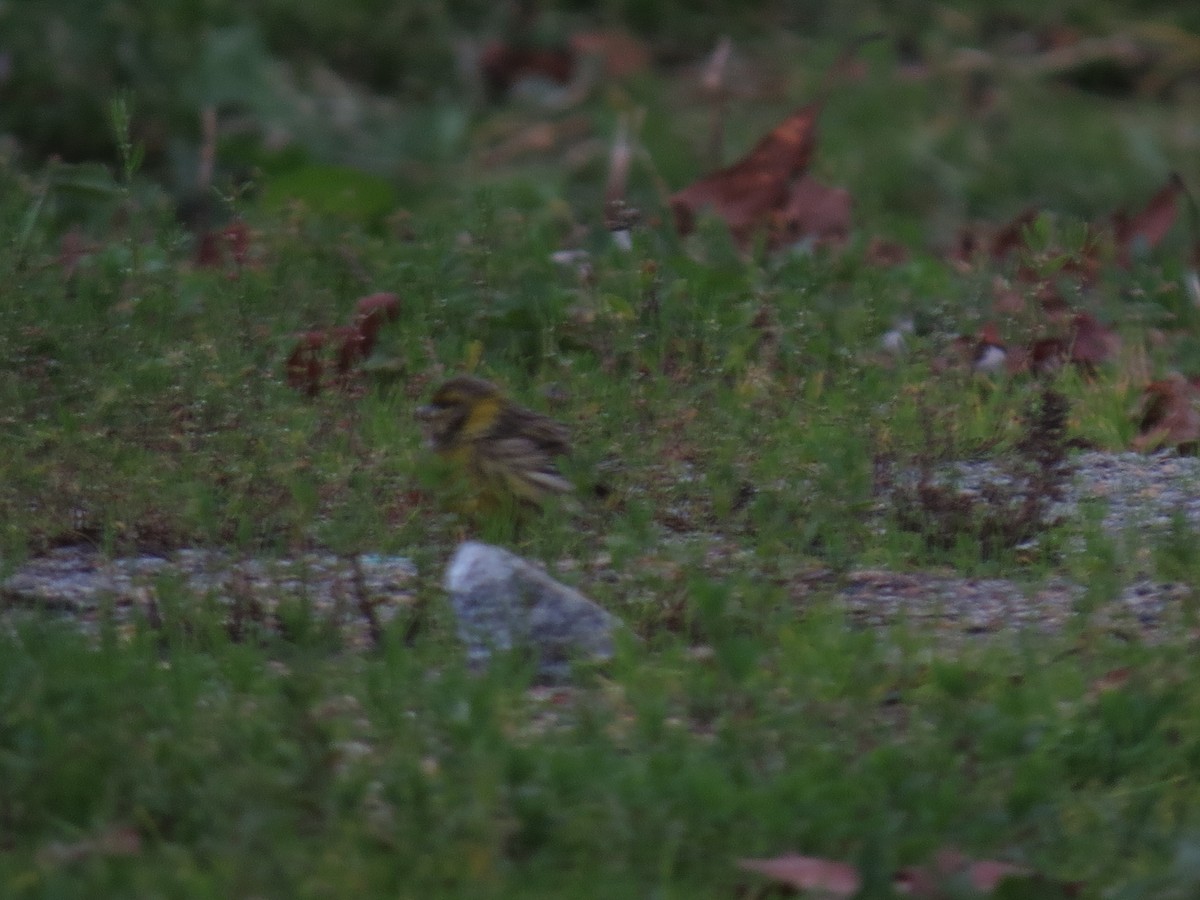 European Serin - ML646508161