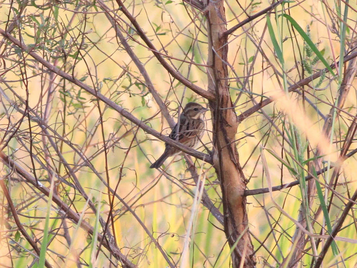 strnad šedokápý - ML646508162